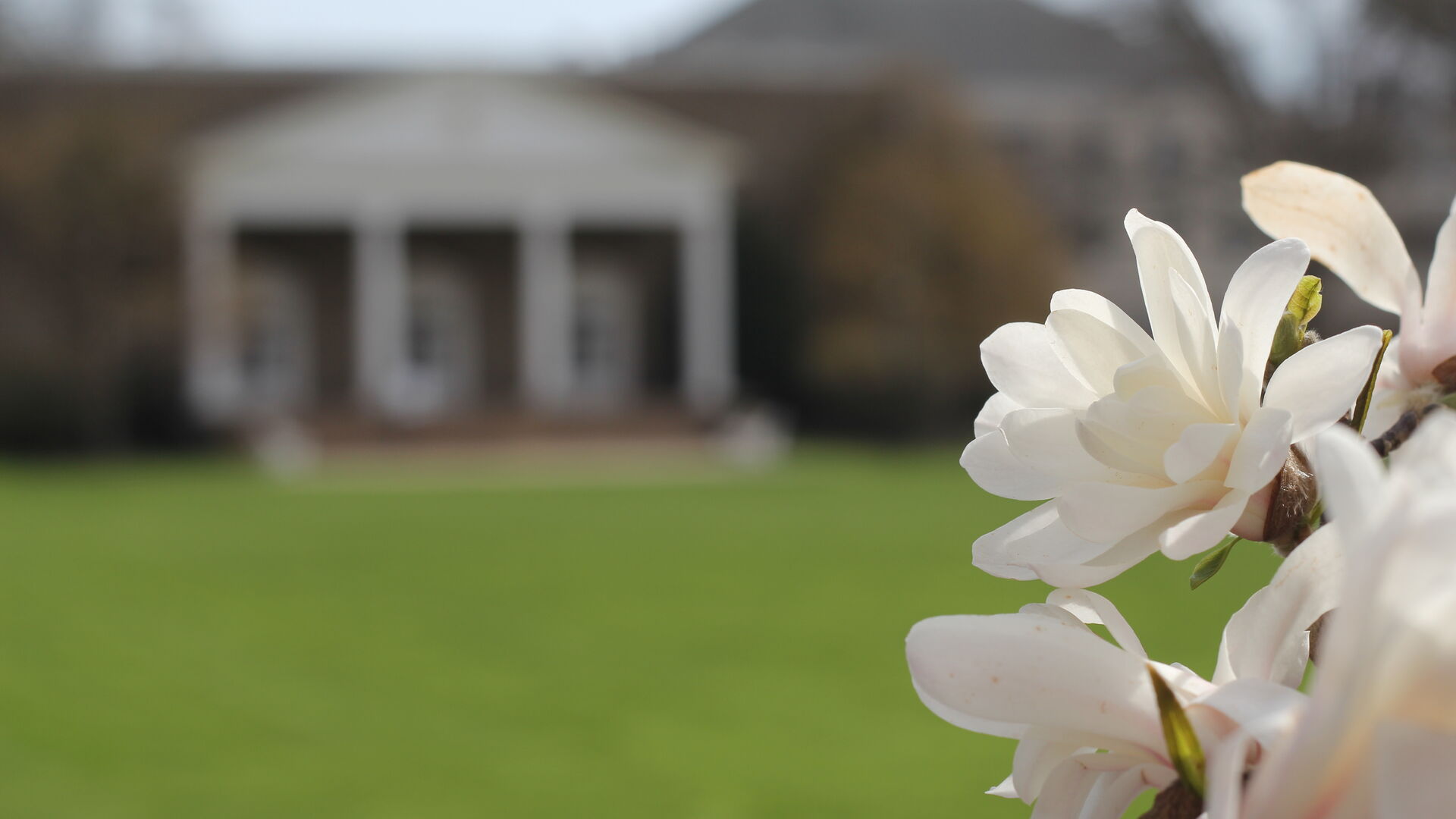 Spring flowers on campus