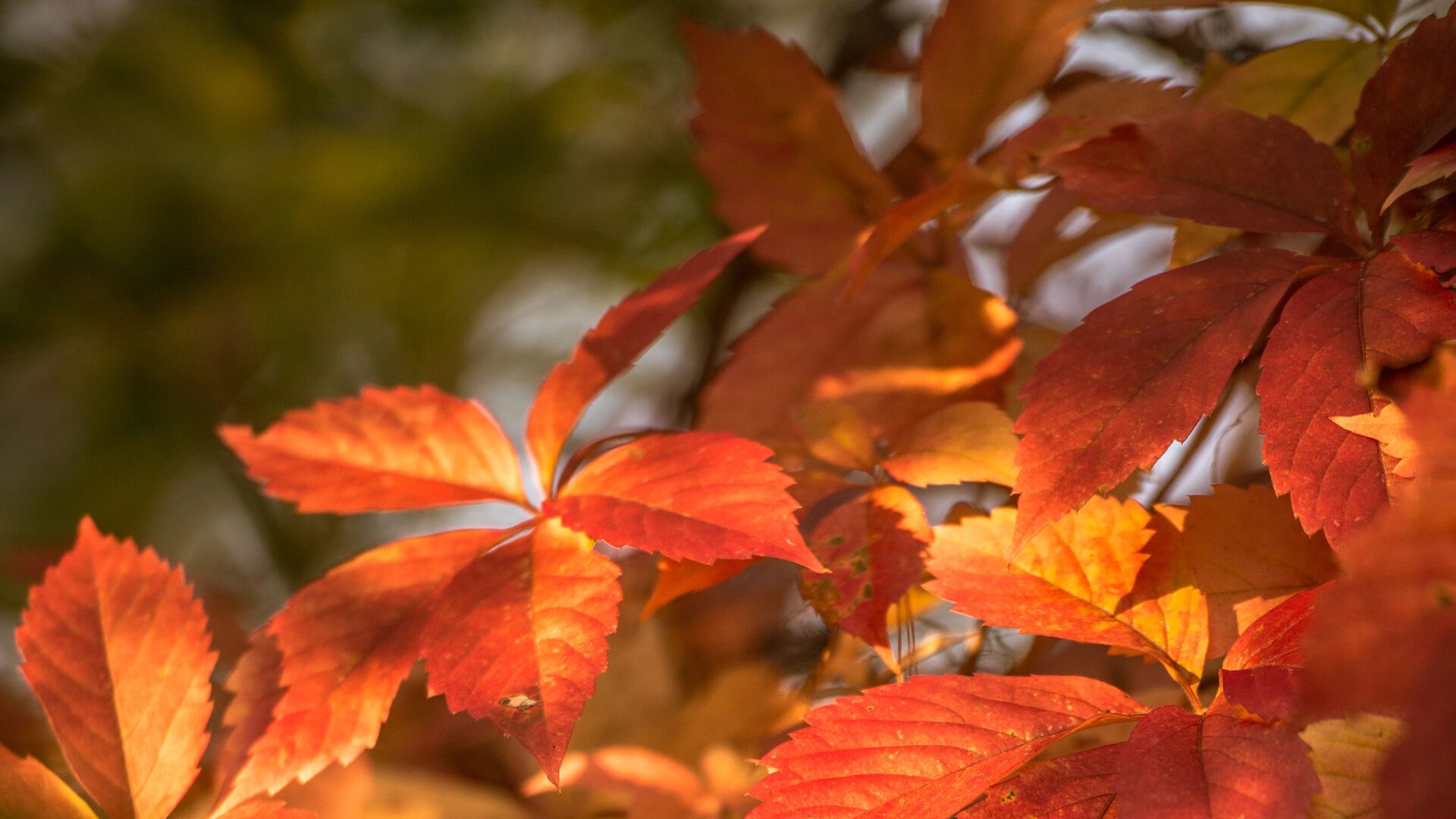 Close-up of red and orange leaves during the fall.