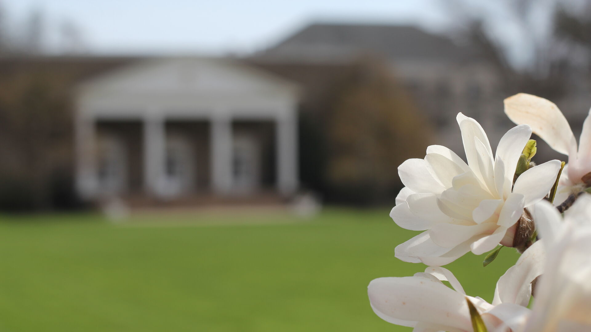 A close up of flower blossoms overlooking the chapel at ����ɬ.