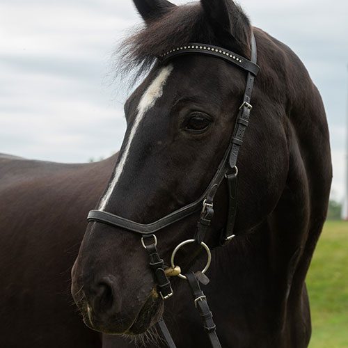 Houghton Universityequestrian program horse, DC.