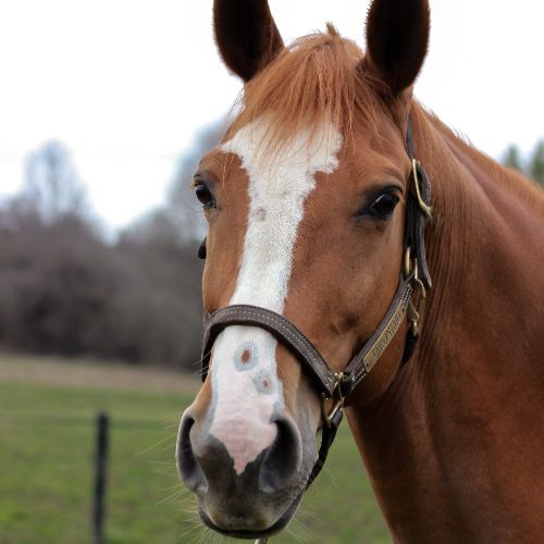 Ryan the horse