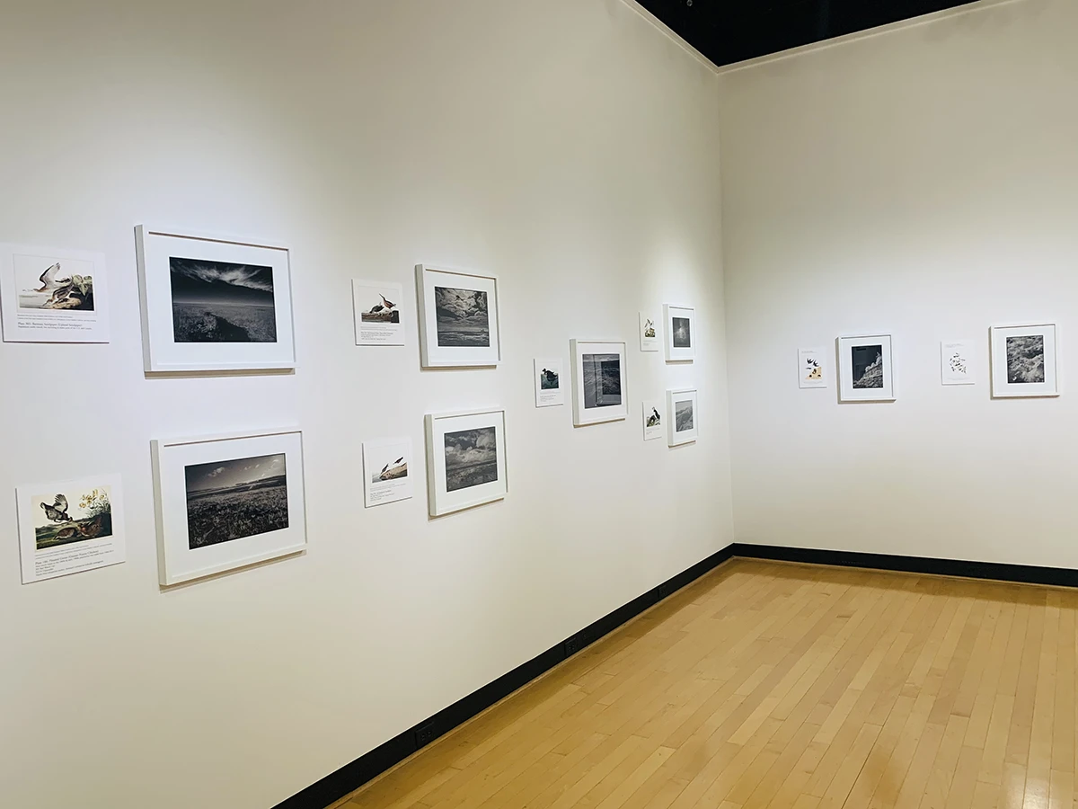 Exhibition view of Ian Campbell's After Birds in the ����ר�� Ortlip Gallery.
