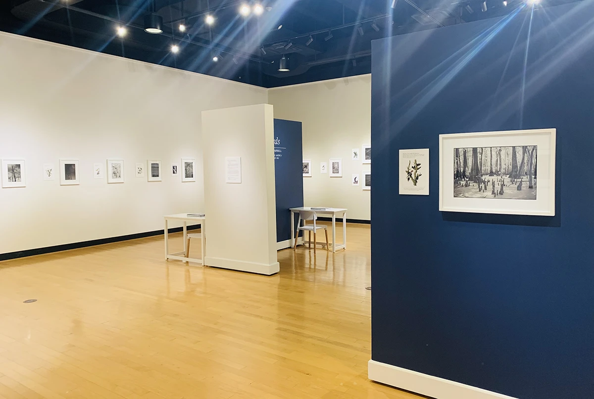 Exhibition view of Ian Campbell's After Birds in the ����ר�� Ortlip Gallery.