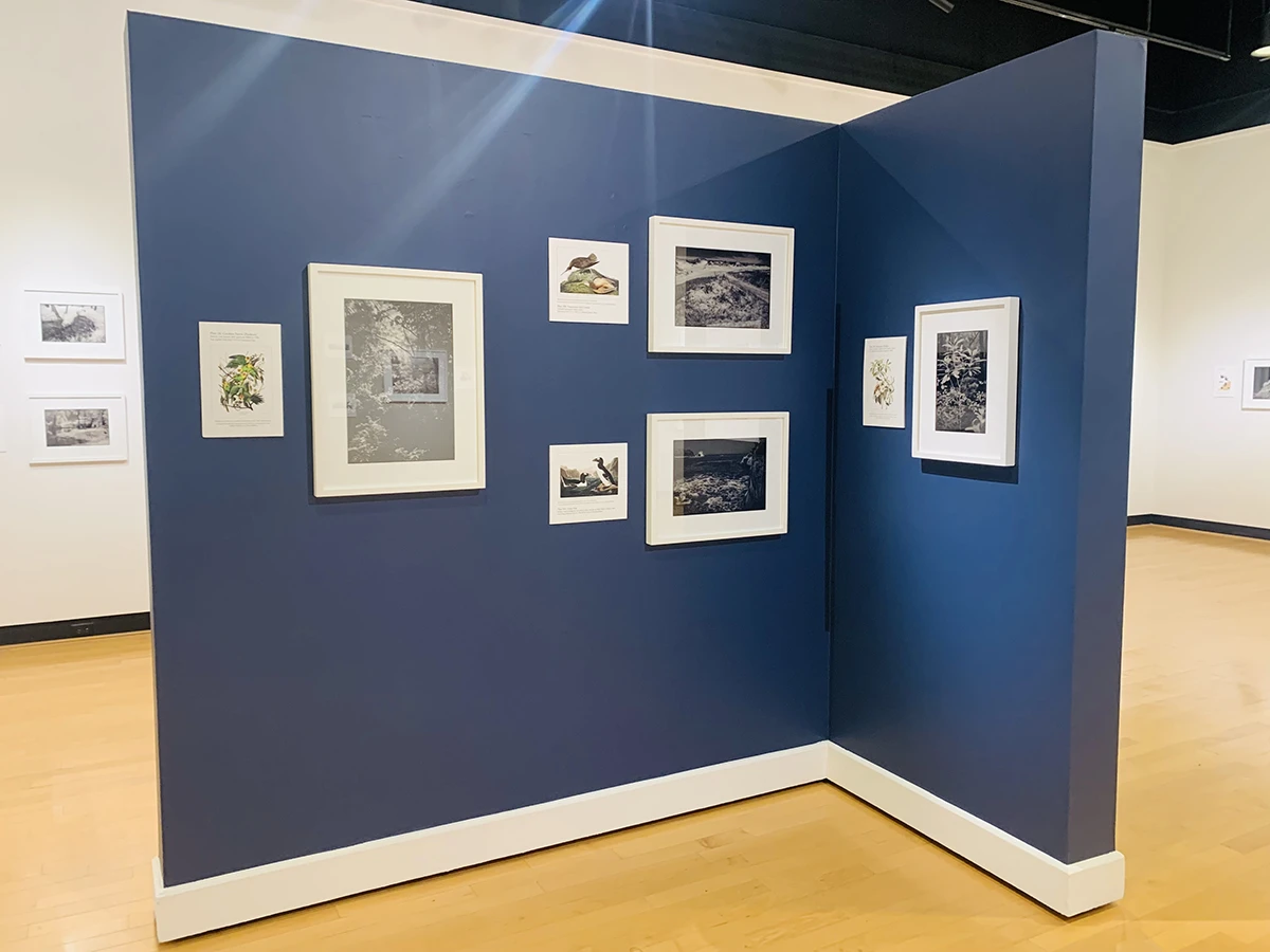 Exhibition view of Ian Campbell's After Birds in the ����ר�� Ortlip Gallery.