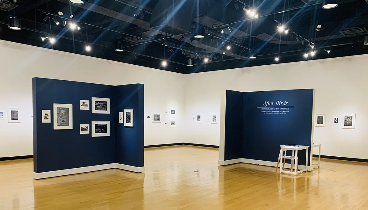 Exhibition view of Ian Campbell's After Birds in the ����ר�� Ortlip Gallery.