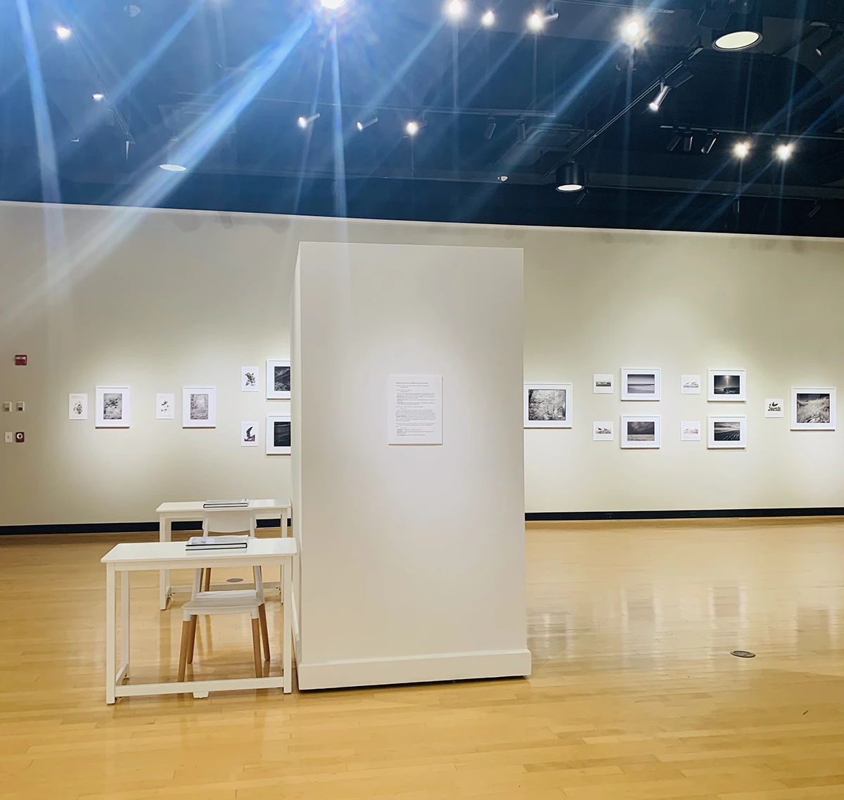 Exhibition view of Ian Campbell's After Birds in the ����ר�� Ortlip Gallery.