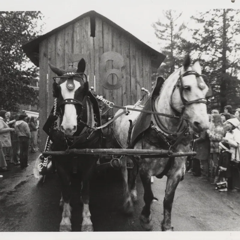 Two horses walking down a path at homecoming