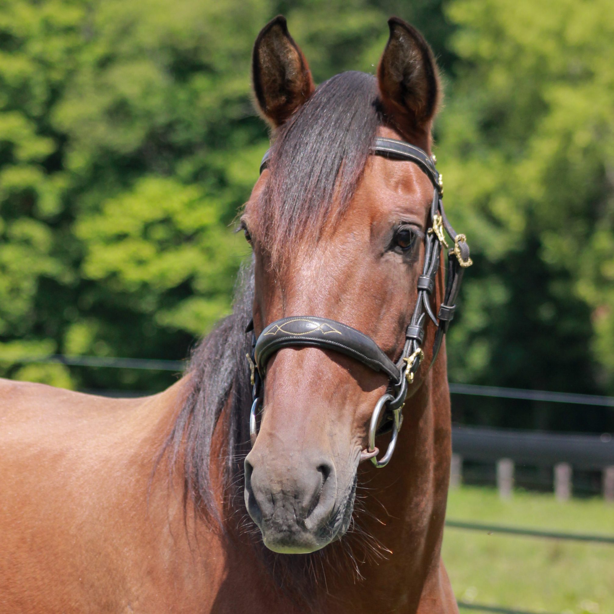 Sar the horse