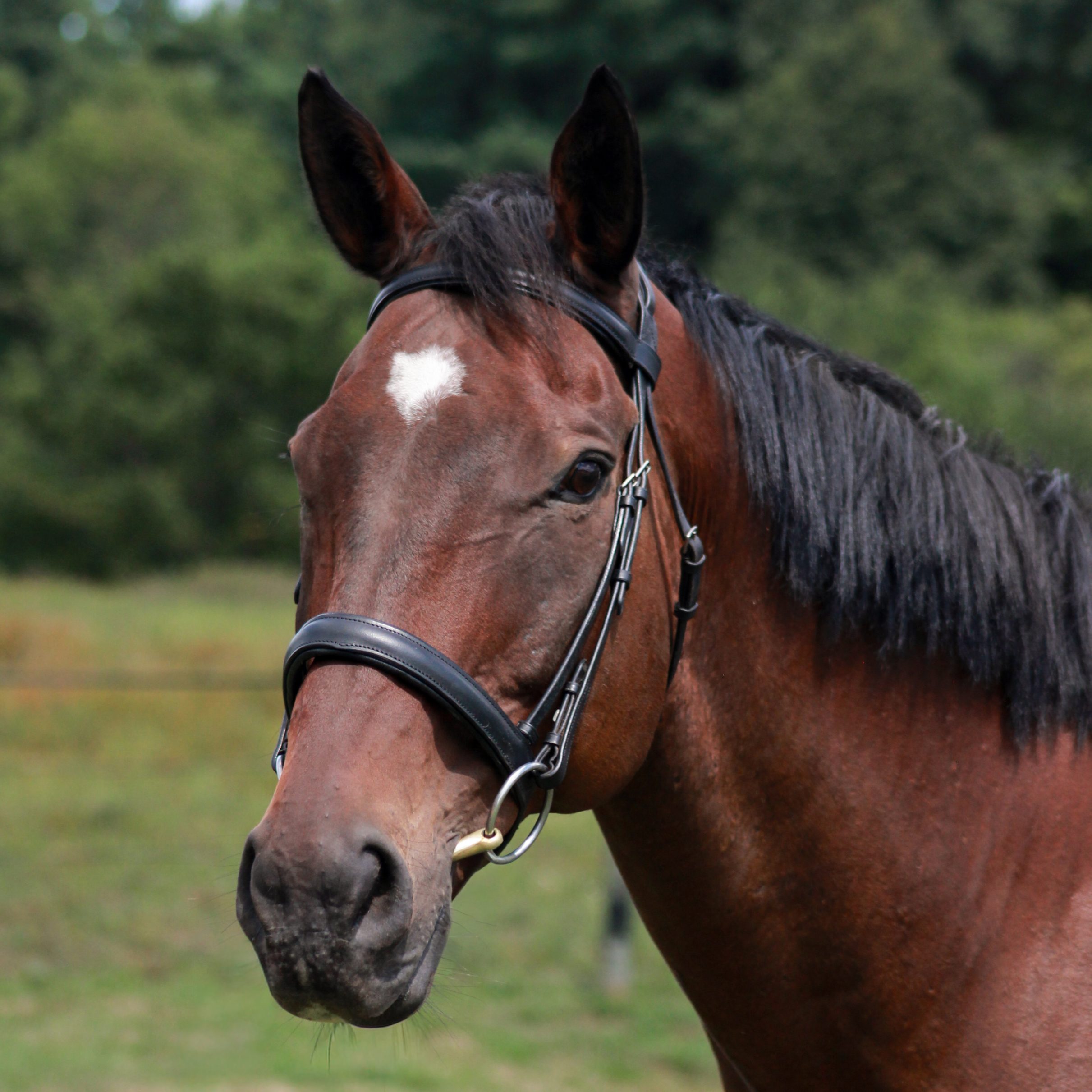 Vigo the horse