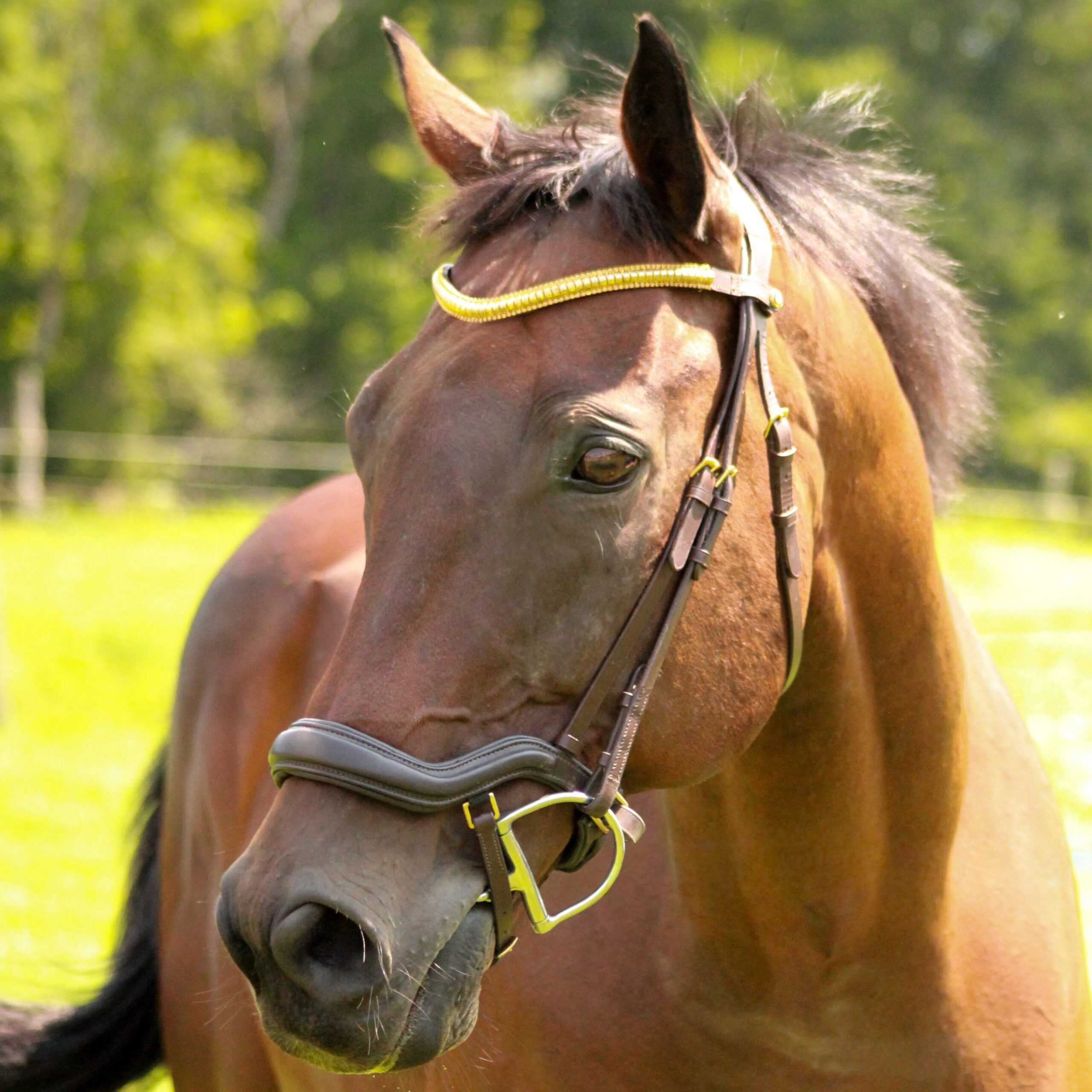 Gus the horse