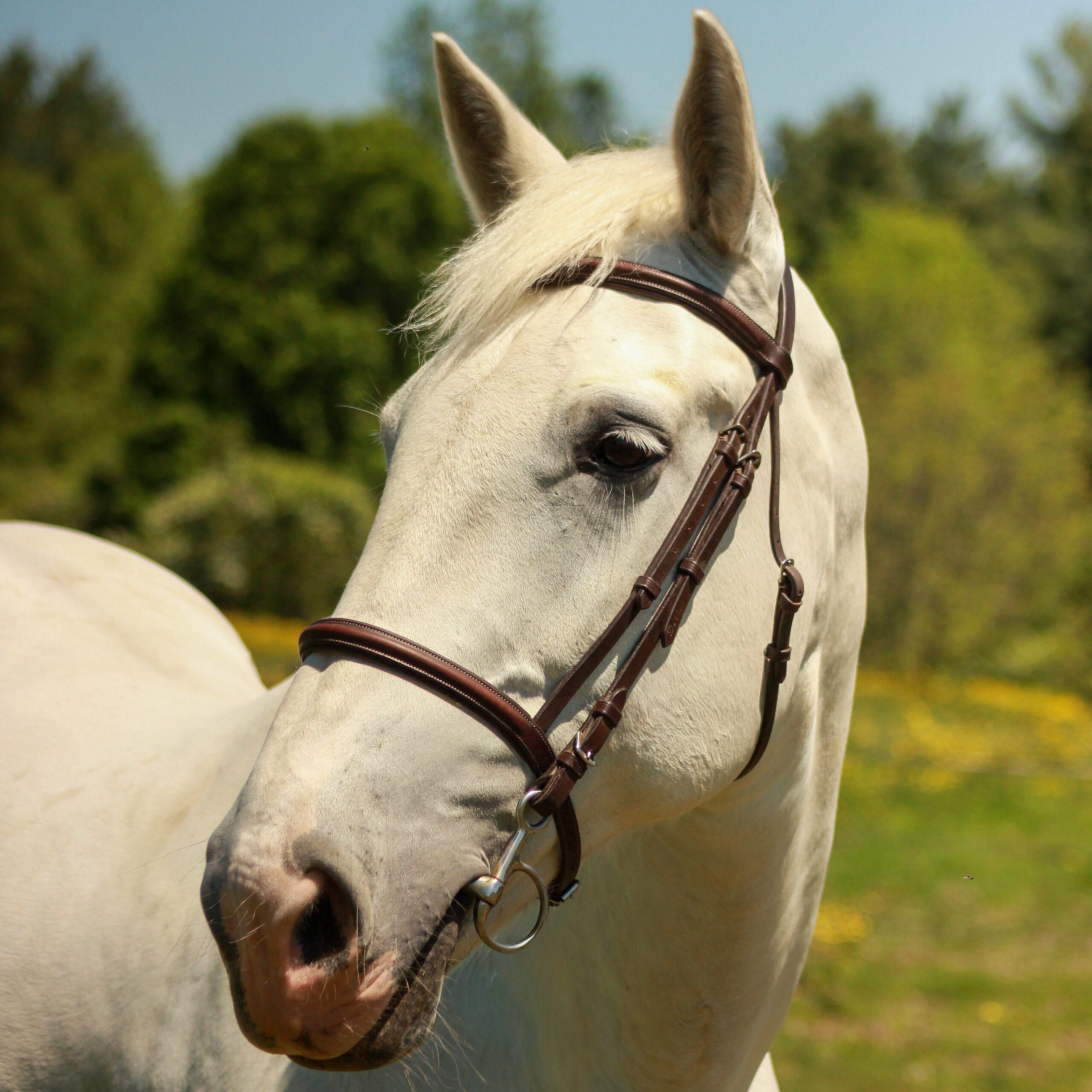 Kiona the horse