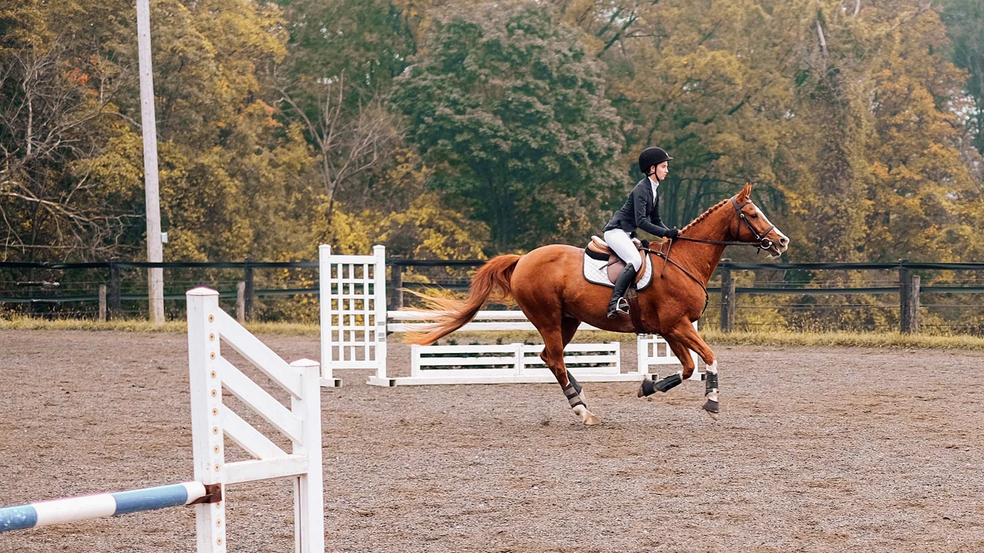 equestrian rider with horse in outdoor arena