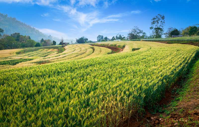 stock photo of farm land under a blue sky