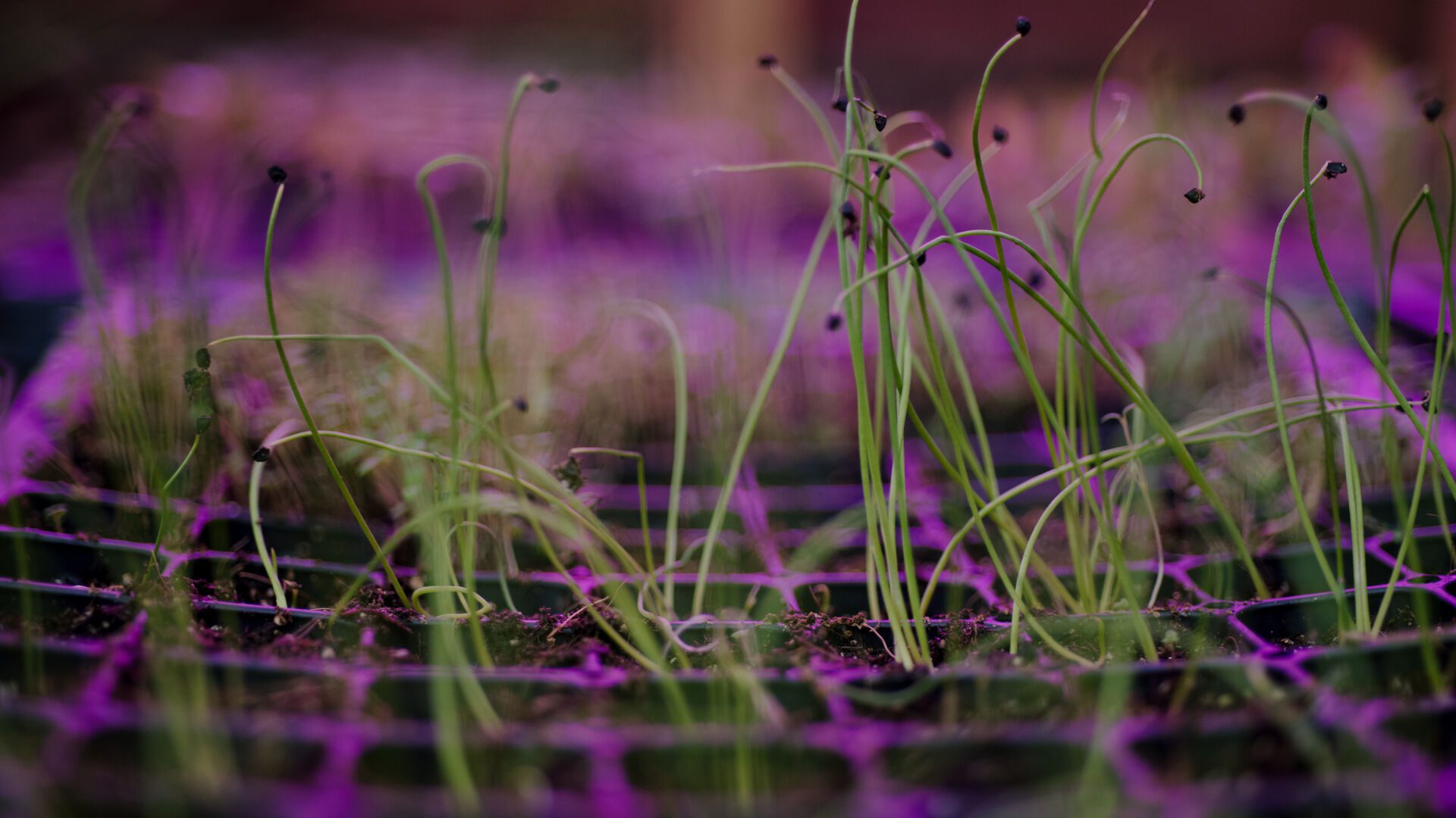 Close up of sprouts growing in the greenhouse.