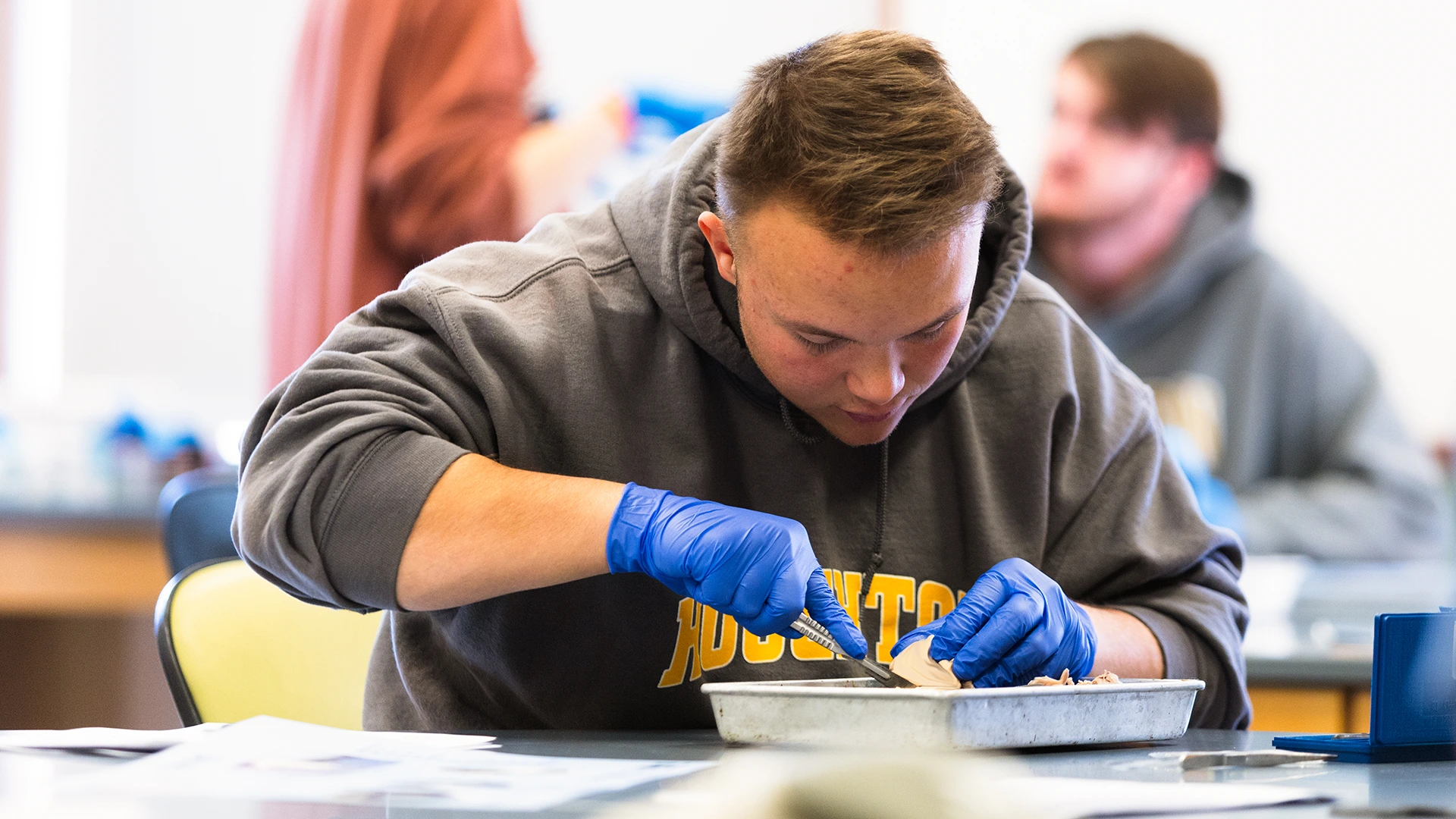 Houghton biology major working in biology lab dissecting specimen.