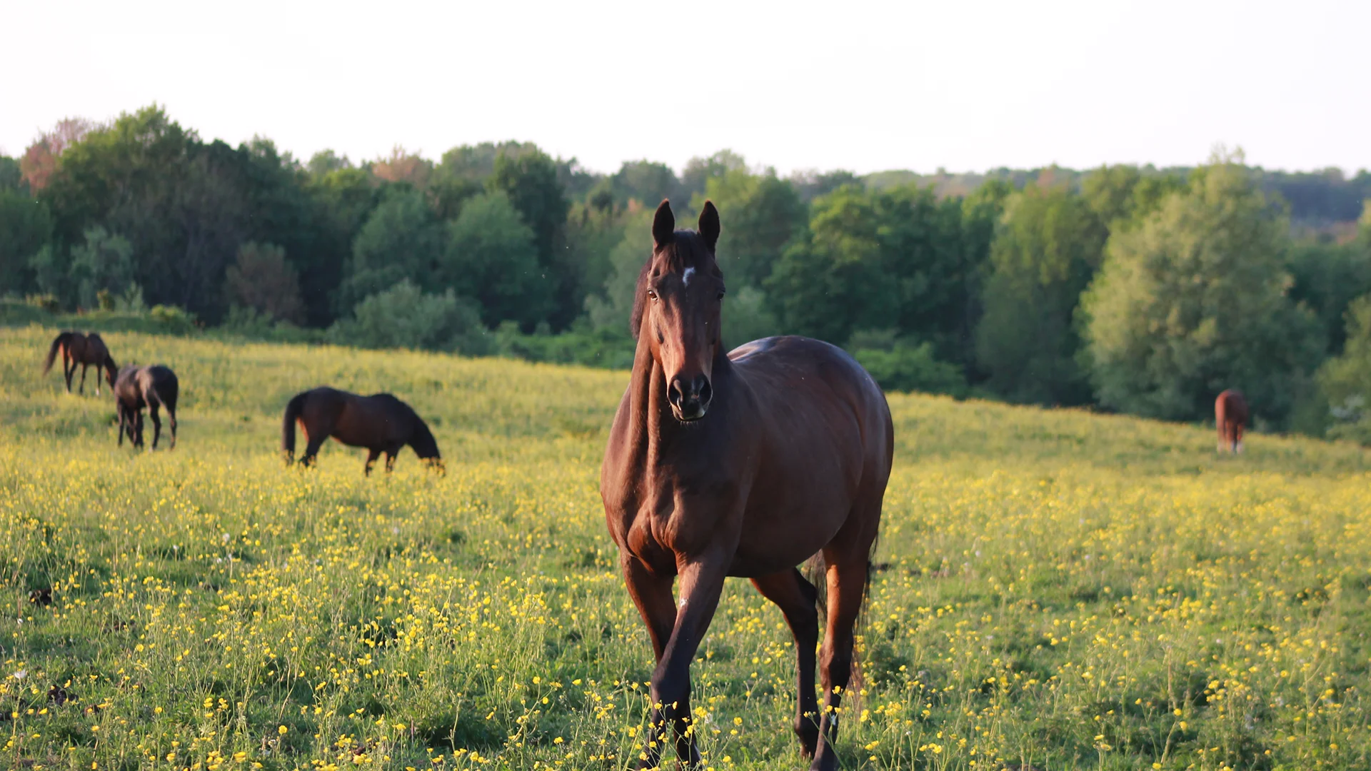 Brown horse standing in field by Houghton's Equestrian Center.