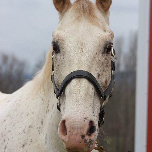 Fettuccine the horse