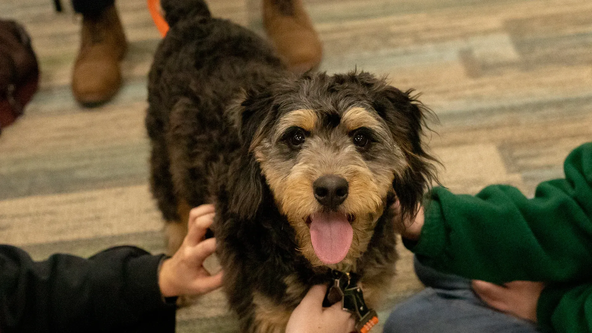 Dog being pet at pet wellness day at Houghton.