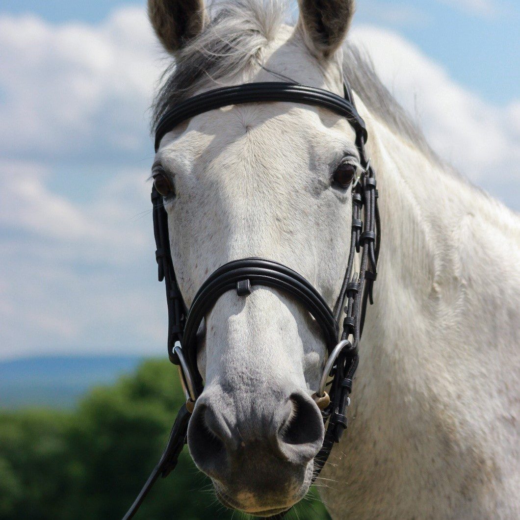 Houghton equestrian studies lesson horse Glitter.