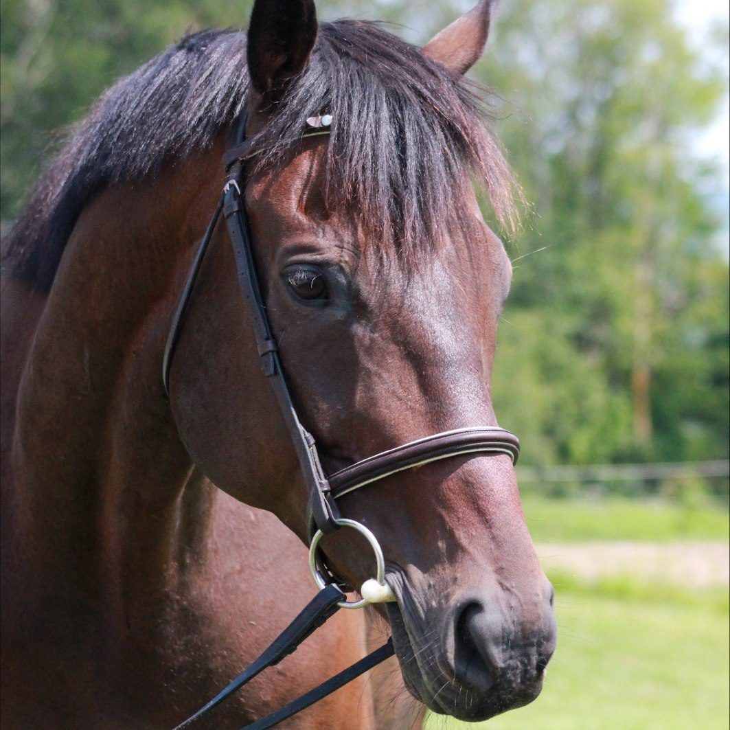 Zeus the horse