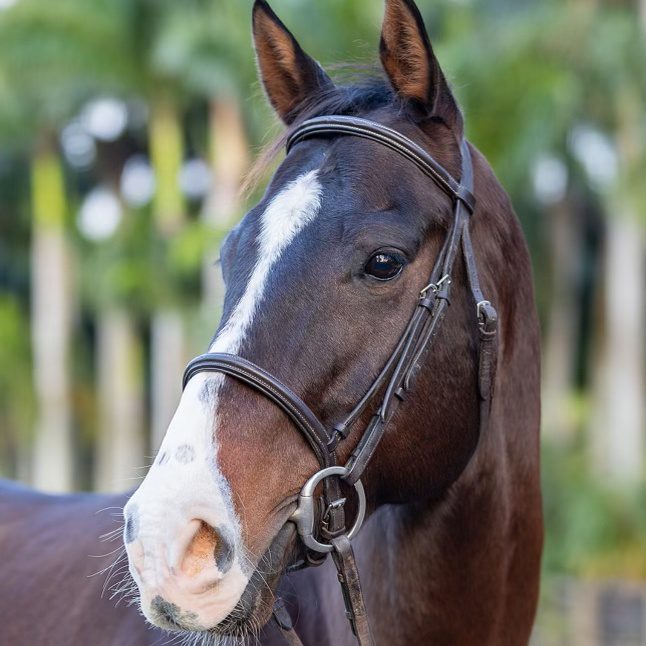 Lesson Horse Kiss