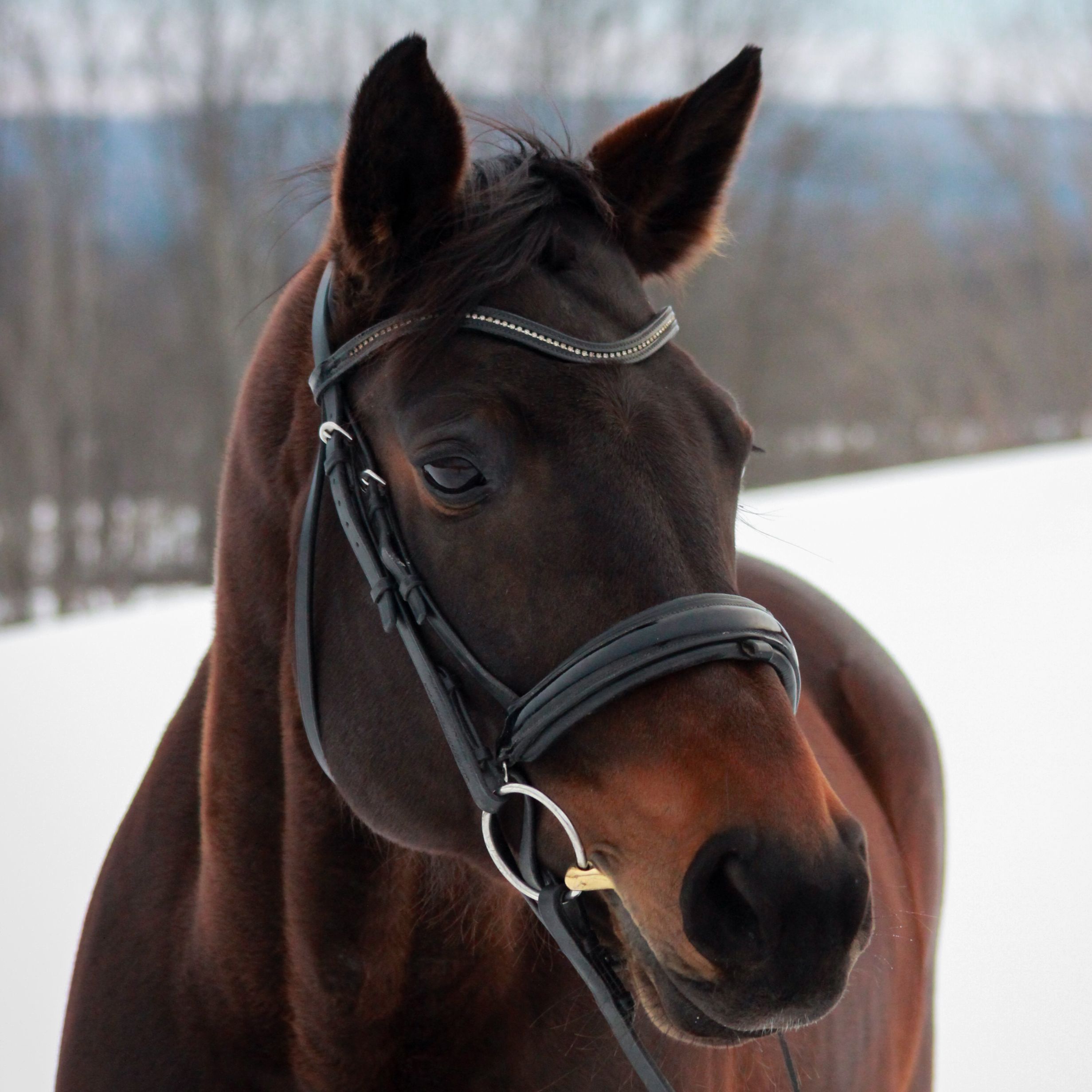 Lesson horse Fig