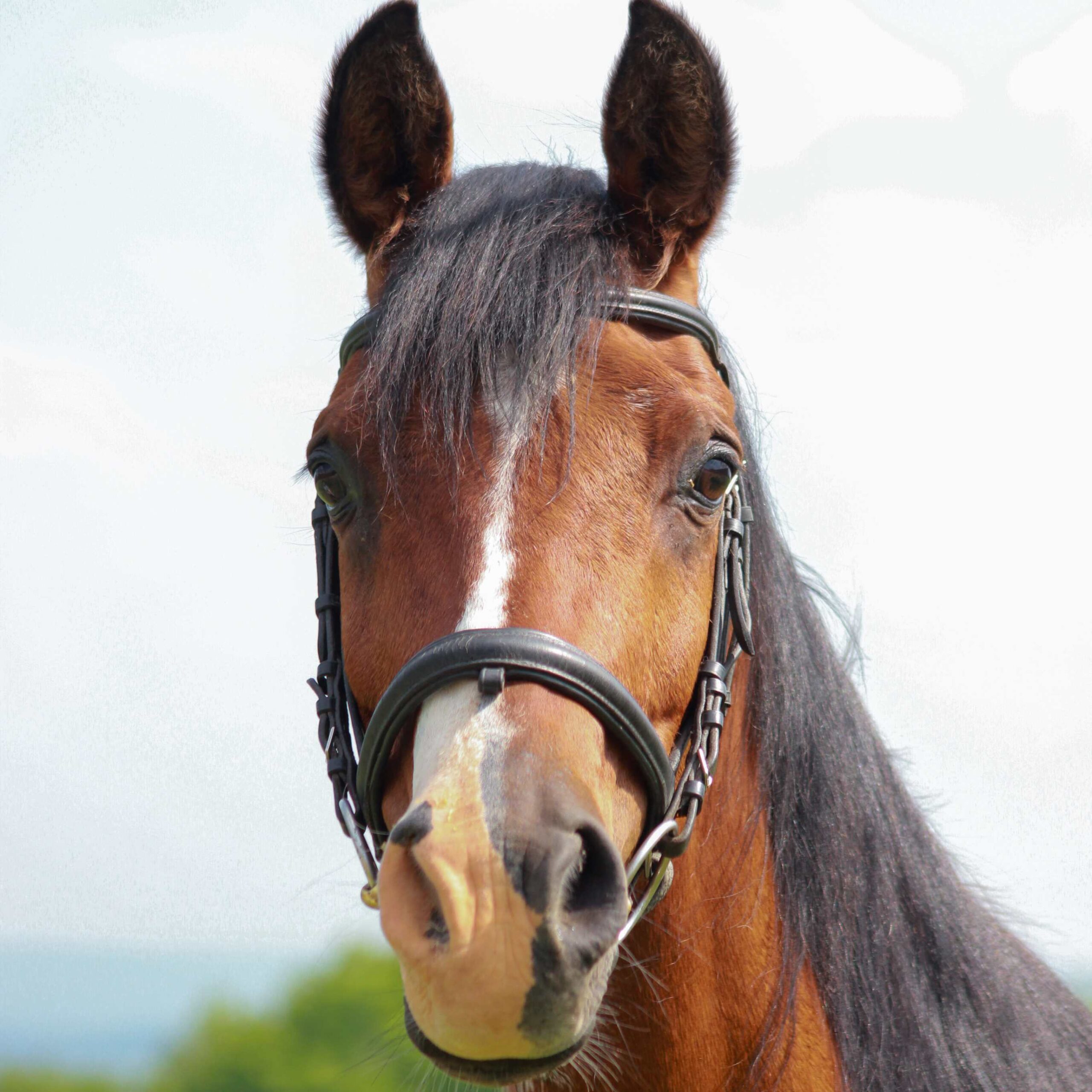 Dream the horse