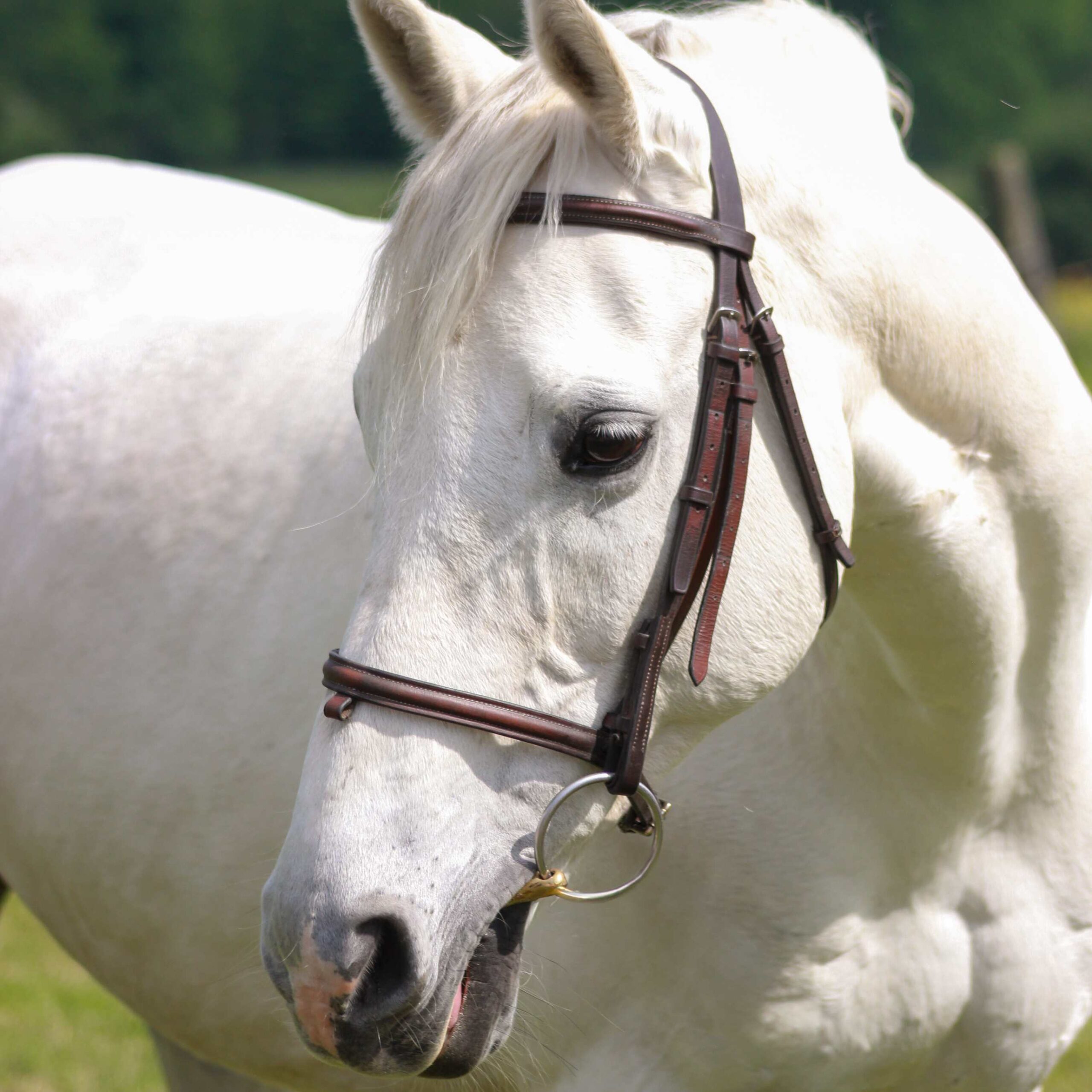 Lucca the horse