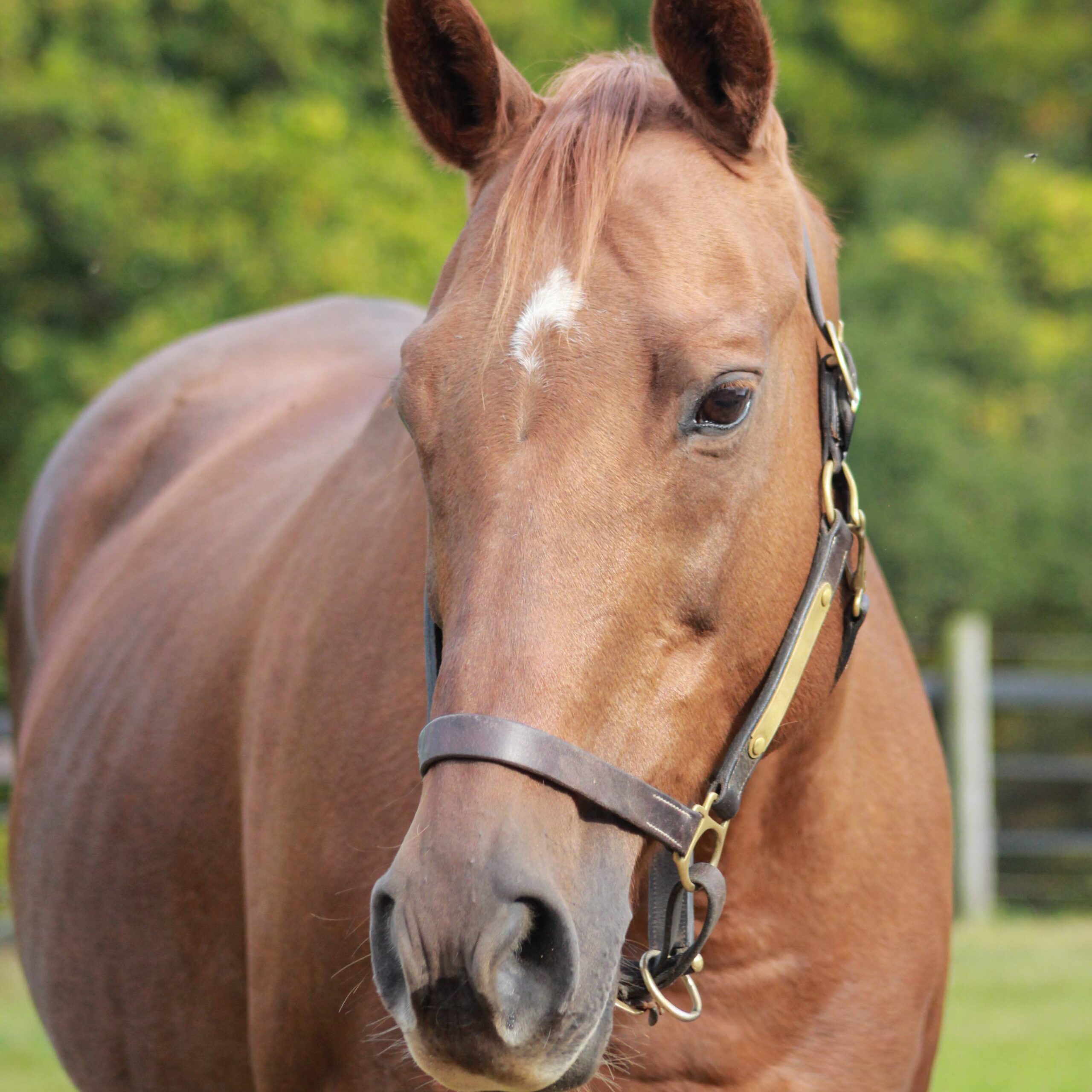 Cat the horse