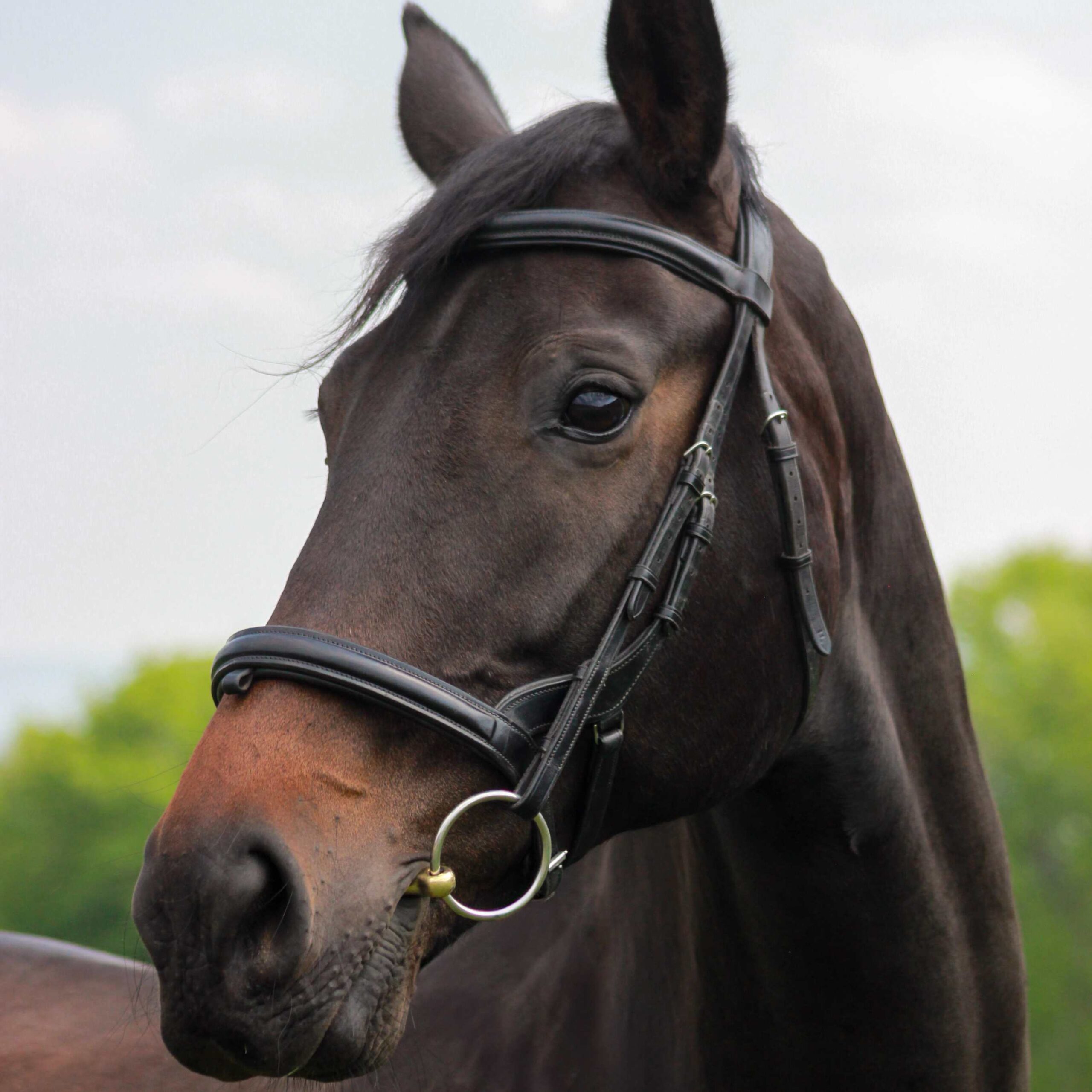 Sandro the horse