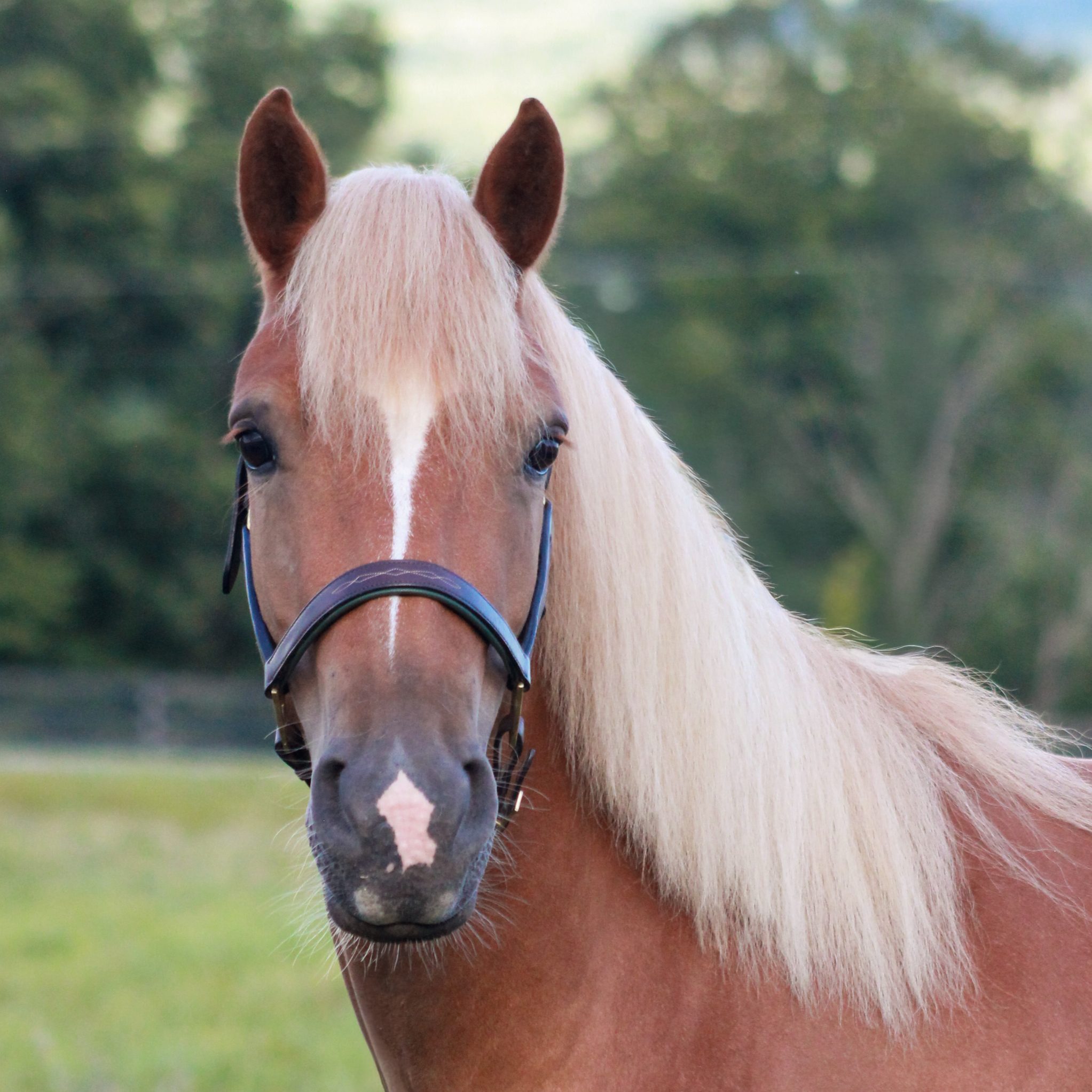 Spirit the horse