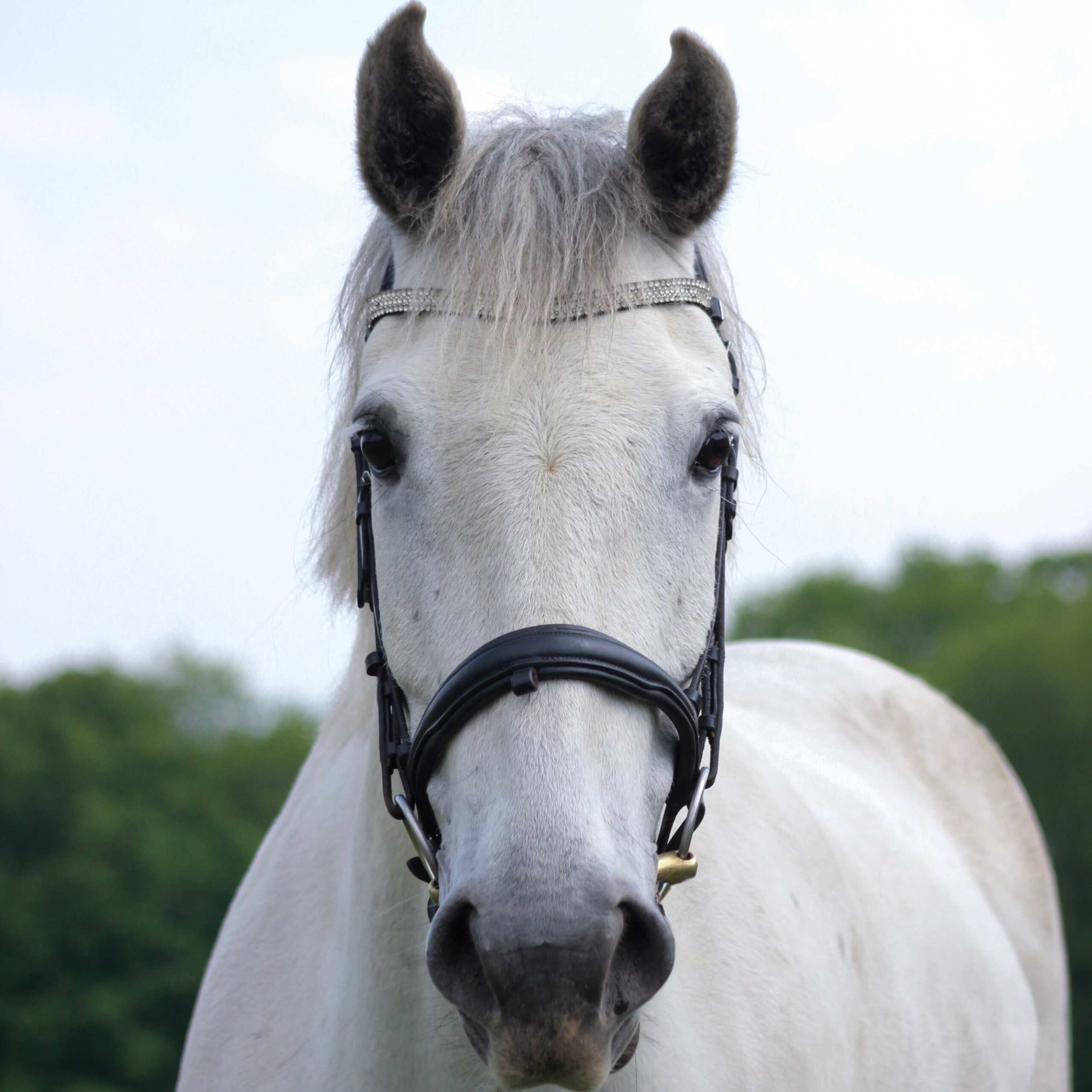 Cha Cha the horse