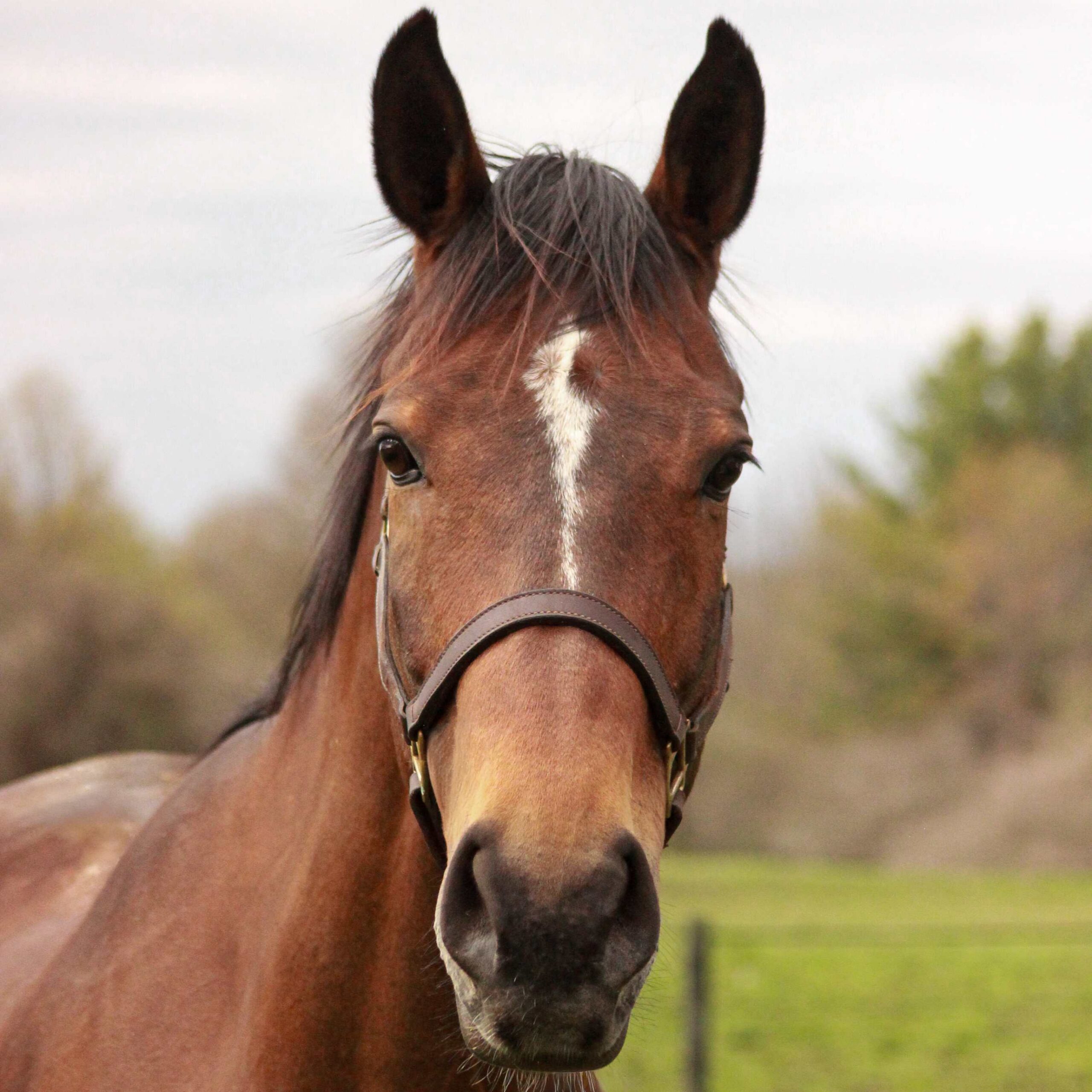 Emmett the horse